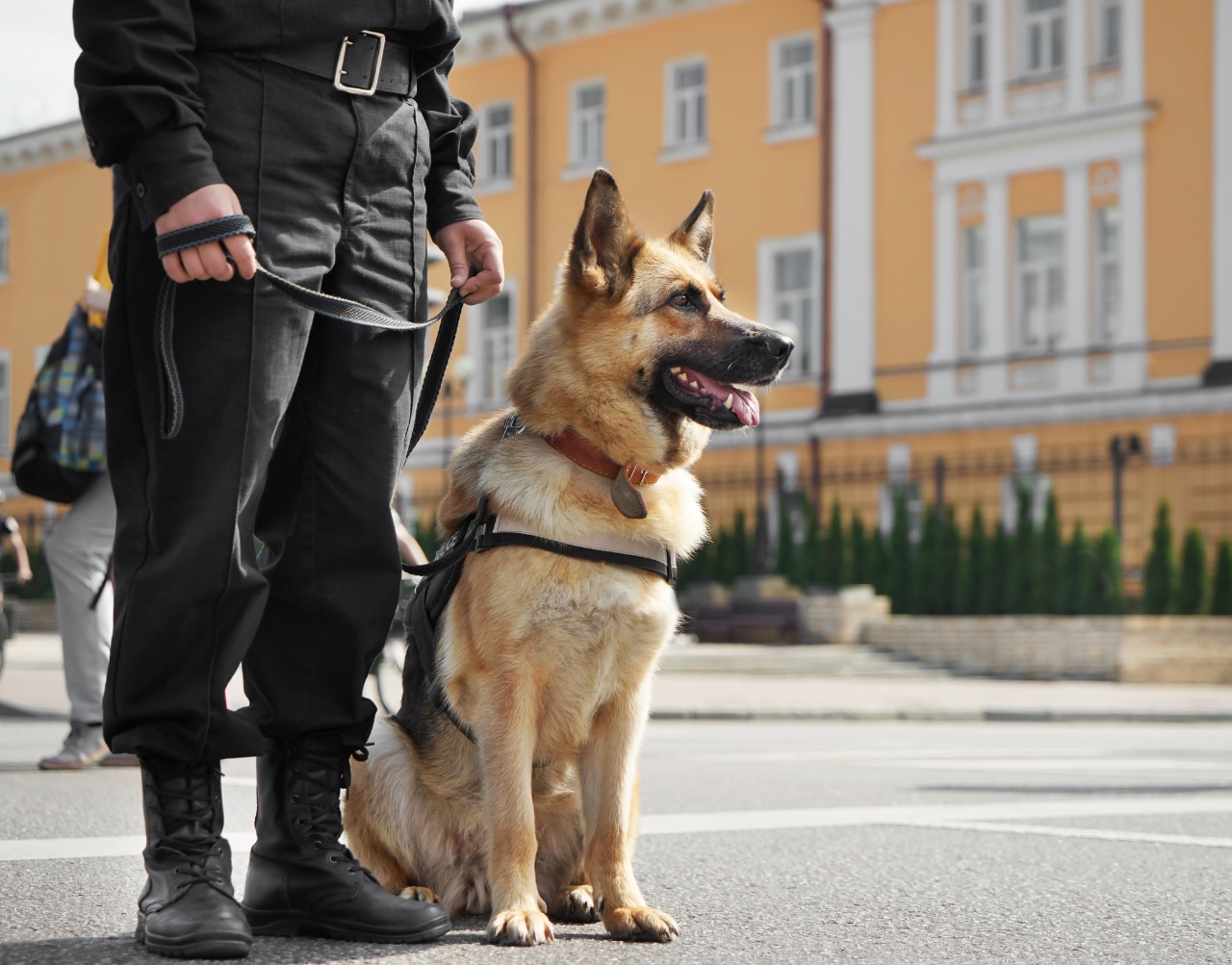 Security Dog Services Liverpool – Trusted Security Dog Services Liverpool for Total Site Protection | ISA Support Services