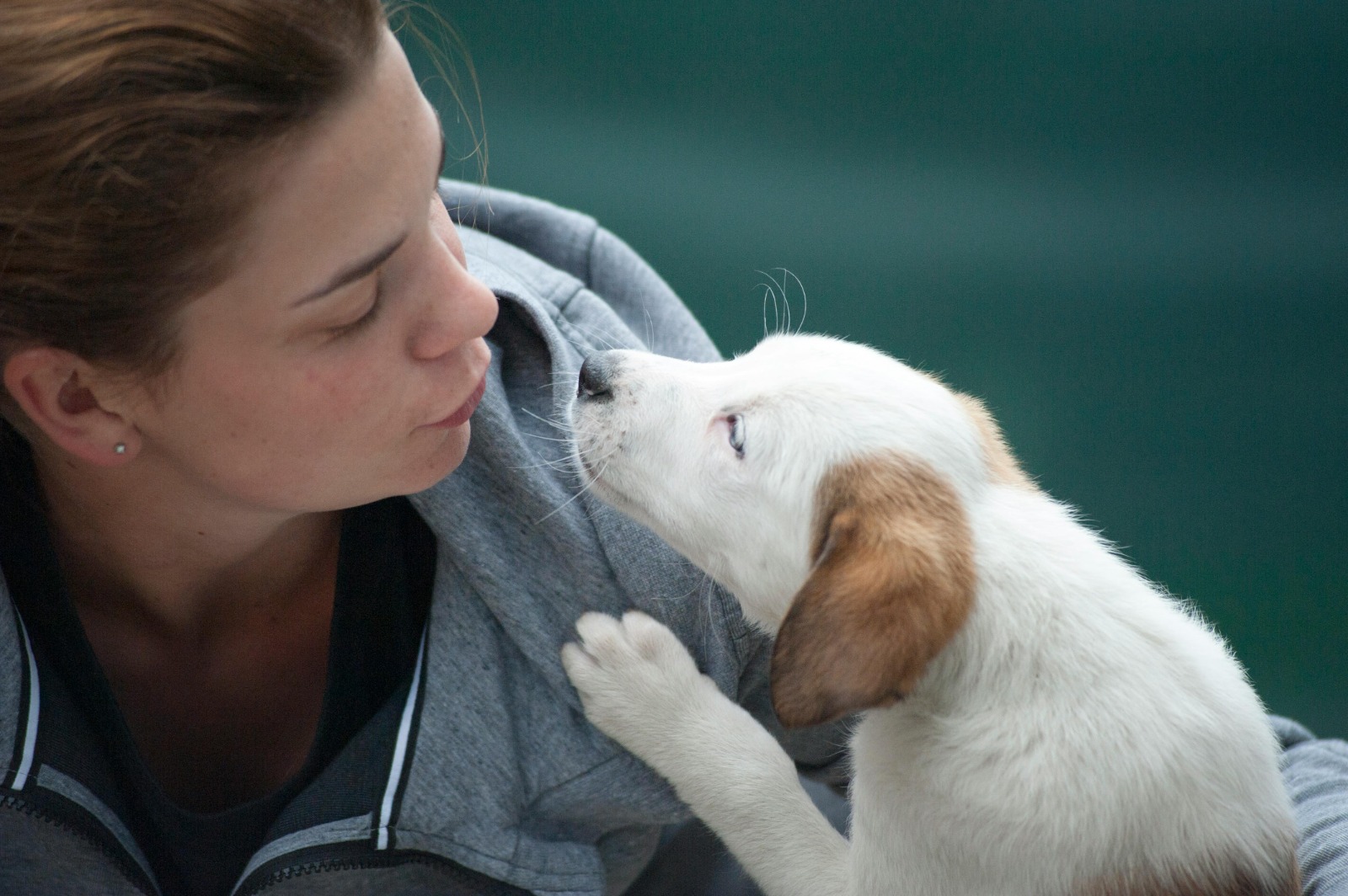 Vet Home Certs: Stress-Free, Cheap, Quick Animal Certificates