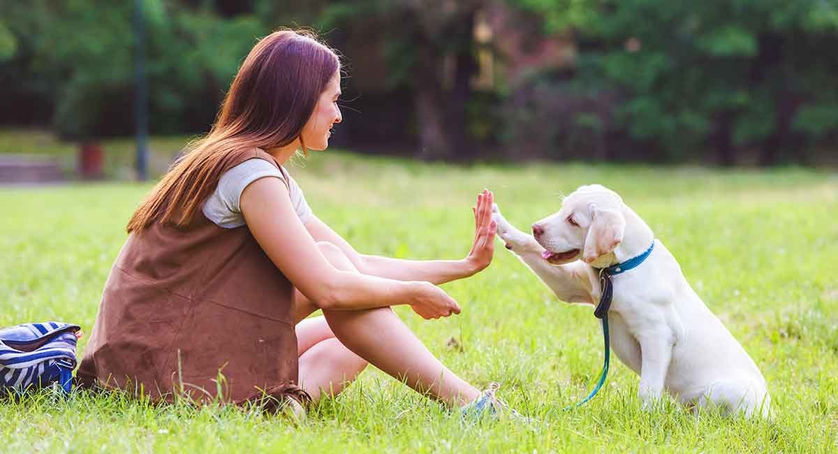 Dog Training Courses AZ for Better Canine Behavior